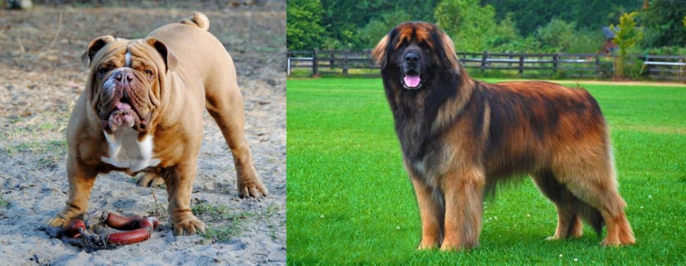 Leonberger vs Australian Bulldog - Breed Comparison