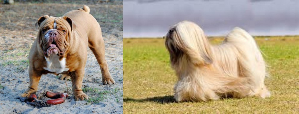 Lhasa Apso vs Australian Bulldog - Breed Comparison