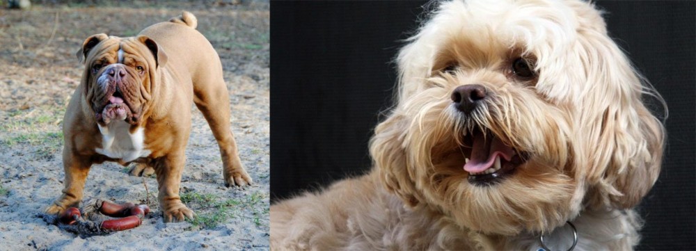 Lhasapoo vs Australian Bulldog - Breed Comparison
