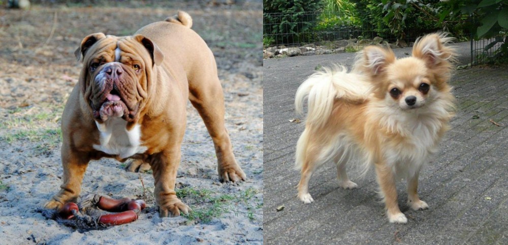 Long Haired Chihuahua vs Australian Bulldog - Breed Comparison