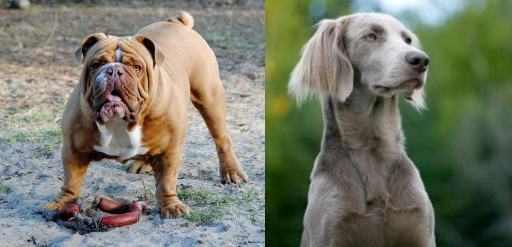 Longhaired Weimaraner vs Australian Bulldog - Breed Comparison