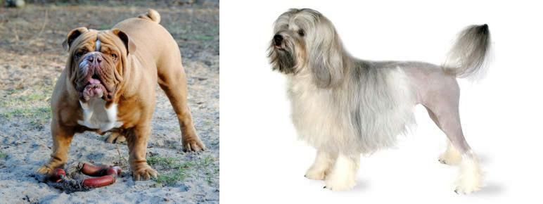 Lowchen vs Australian Bulldog - Breed Comparison