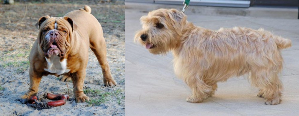 Lucas Terrier vs Australian Bulldog - Breed Comparison