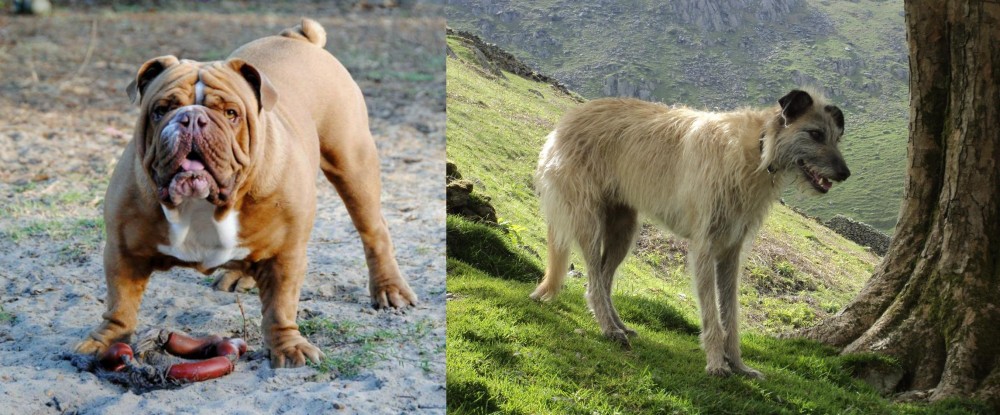 Lurcher vs Australian Bulldog - Breed Comparison