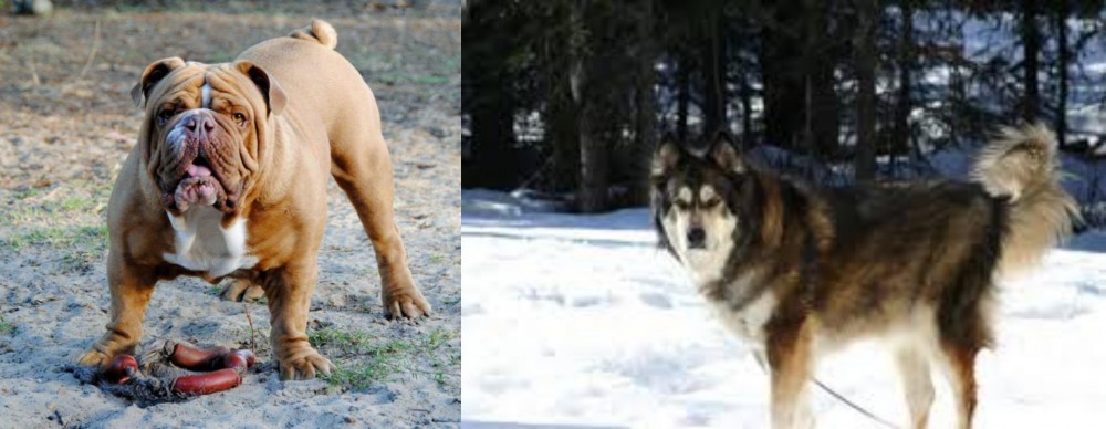 Mackenzie River Husky vs Australian Bulldog - Breed Comparison