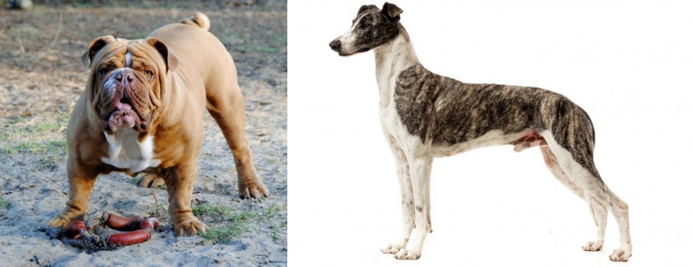 Magyar Agar vs Australian Bulldog - Breed Comparison