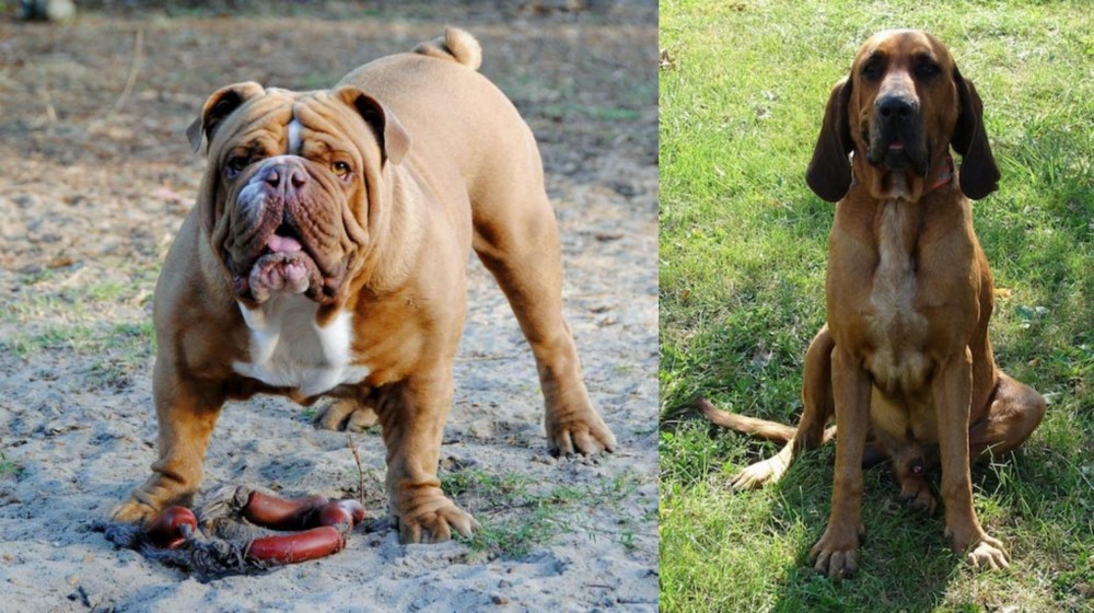 Majestic Tree Hound vs Australian Bulldog - Breed Comparison