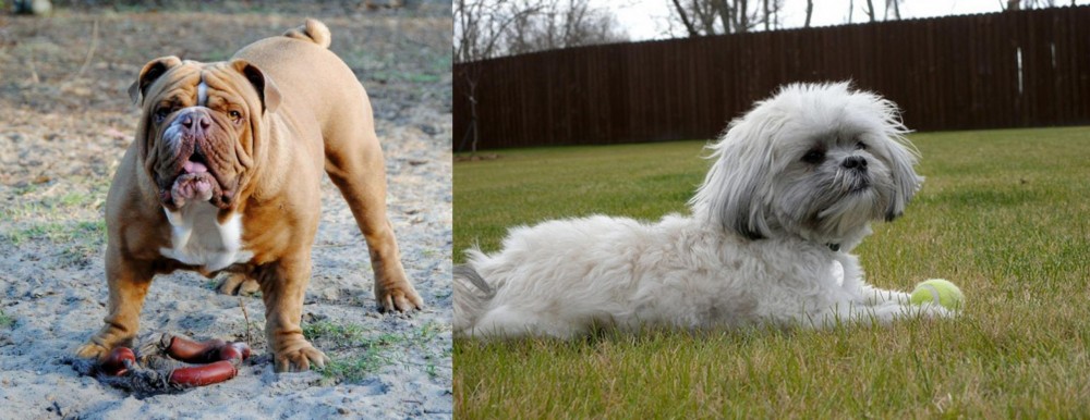 Mal-Shi vs Australian Bulldog - Breed Comparison