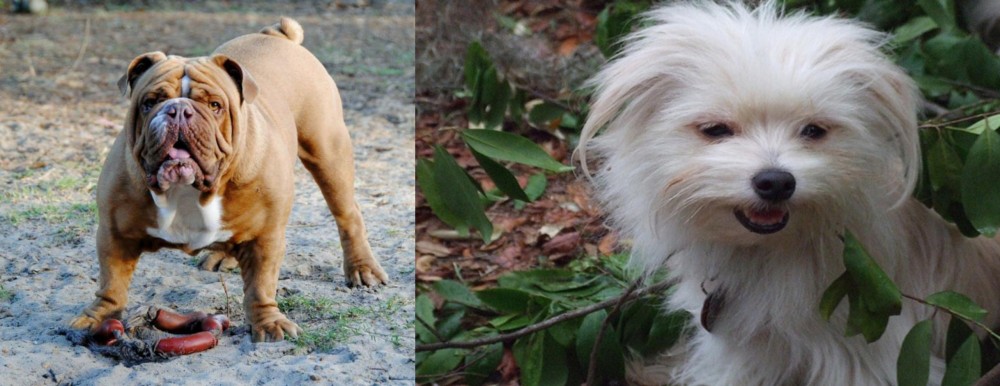 Malti-Pom vs Australian Bulldog - Breed Comparison