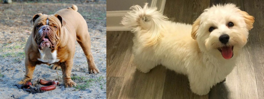Maltipoo vs Australian Bulldog - Breed Comparison