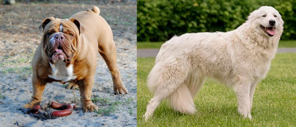Maremma Sheepdog vs Australian Bulldog - Breed Comparison