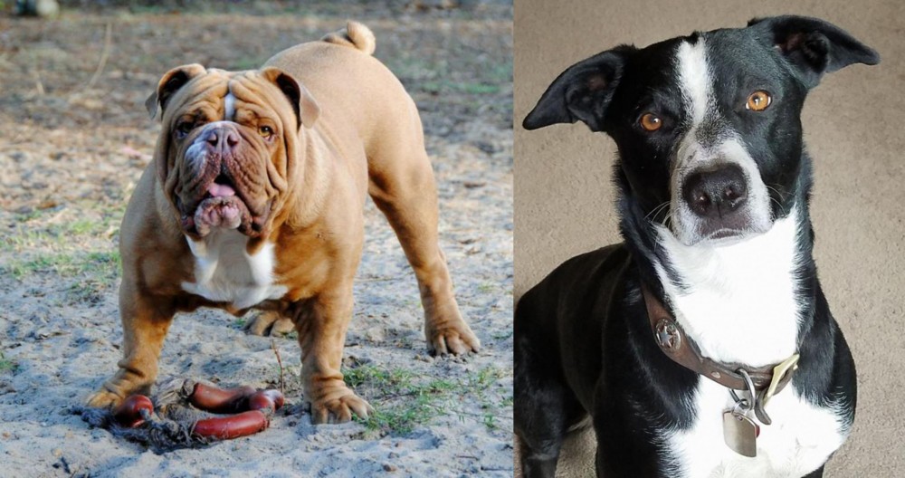 McNab vs Australian Bulldog - Breed Comparison