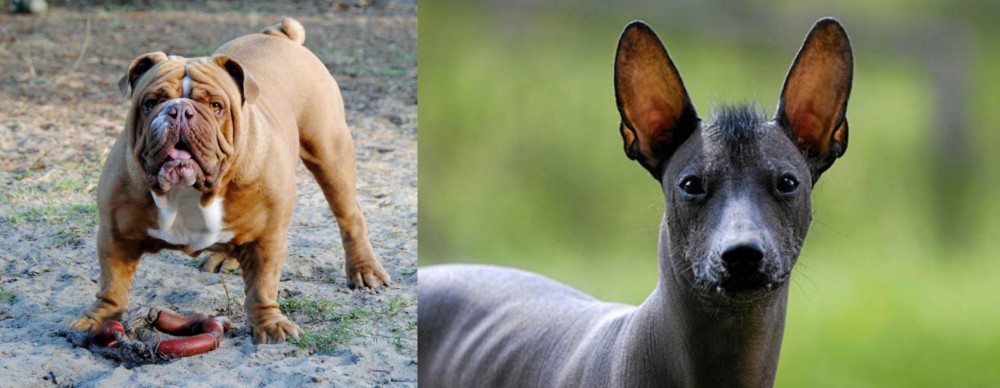 Mexican Hairless vs Australian Bulldog - Breed Comparison