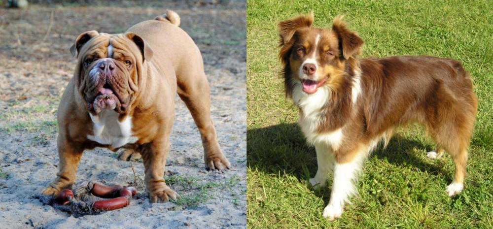 Miniature Australian Shepherd vs Australian Bulldog - Breed Comparison