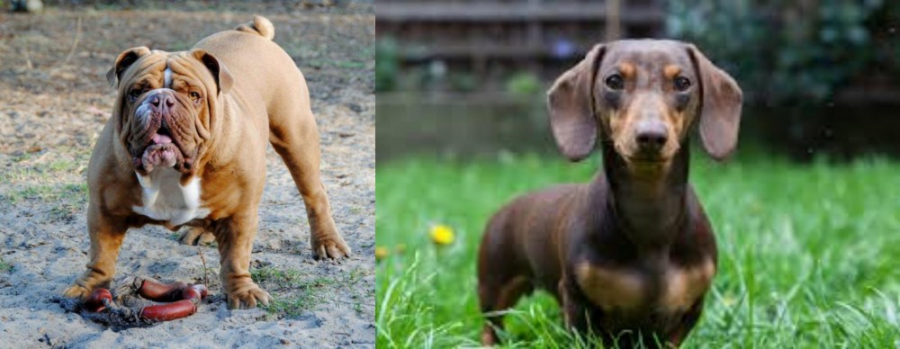 Miniature Dachshund vs Australian Bulldog - Breed Comparison