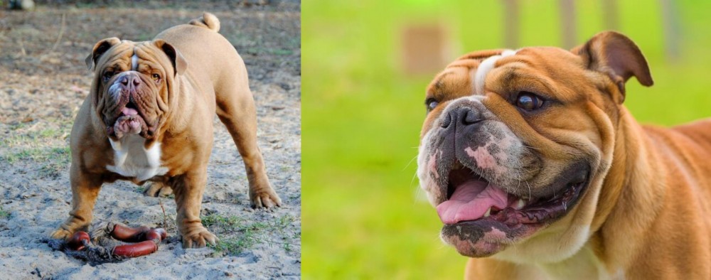 Miniature English Bulldog vs Australian Bulldog - Breed Comparison