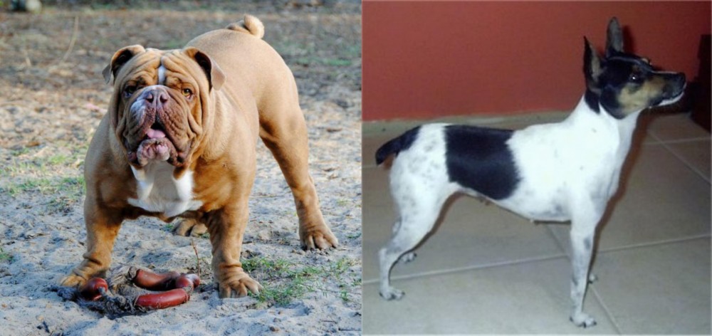 Miniature Fox Terrier vs Australian Bulldog - Breed Comparison