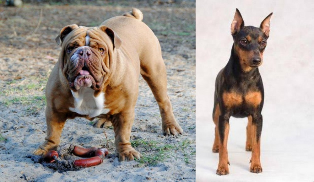 Miniature Pinscher vs Australian Bulldog - Breed Comparison