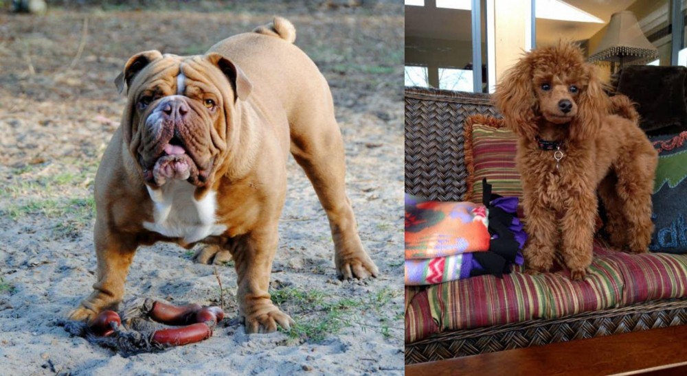 Miniature Poodle vs Australian Bulldog - Breed Comparison
