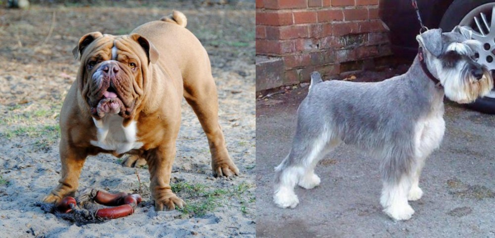 Miniature Schnauzer vs Australian Bulldog - Breed Comparison