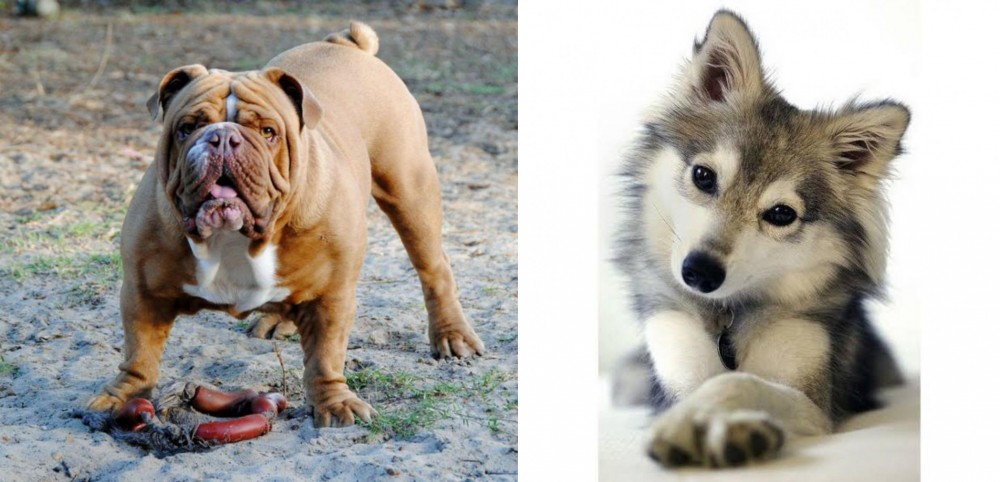 Miniature Siberian Husky vs Australian Bulldog - Breed Comparison