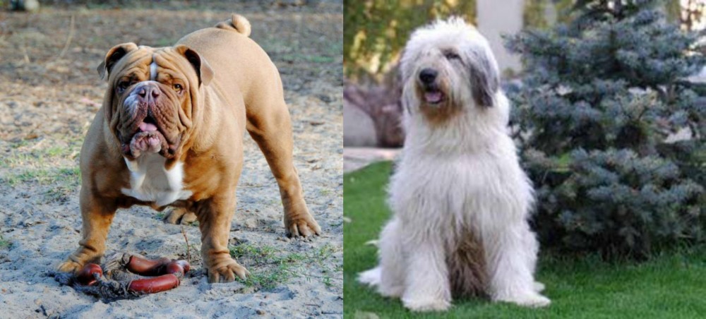 Mioritic Sheepdog vs Australian Bulldog - Breed Comparison