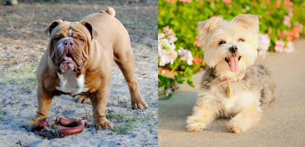 Morkie vs Australian Bulldog - Breed Comparison