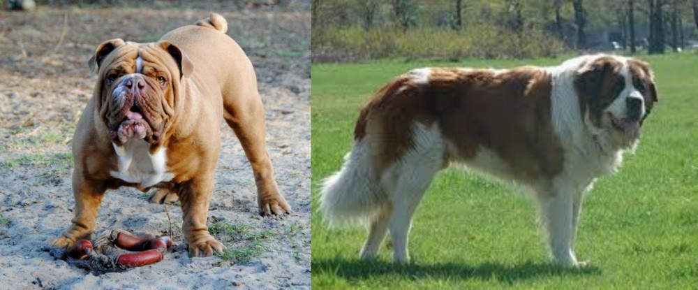 Moscow Watchdog vs Australian Bulldog - Breed Comparison