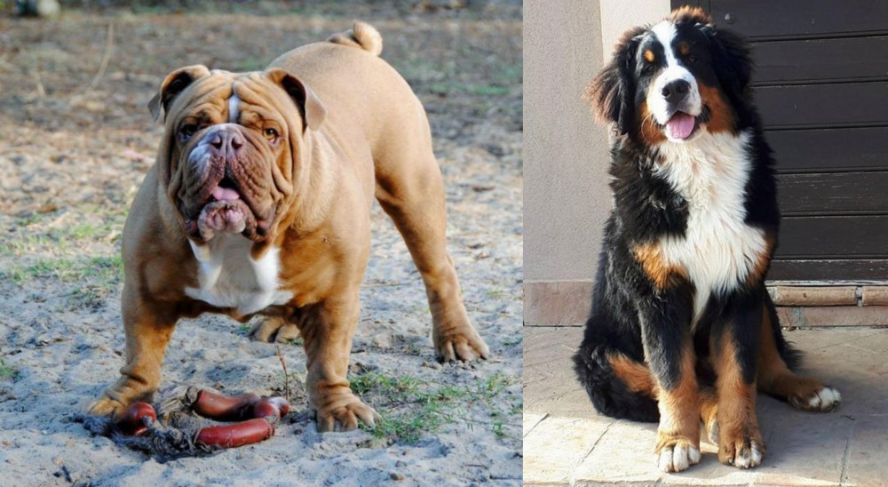 Mountain Burmese vs Australian Bulldog - Breed Comparison
