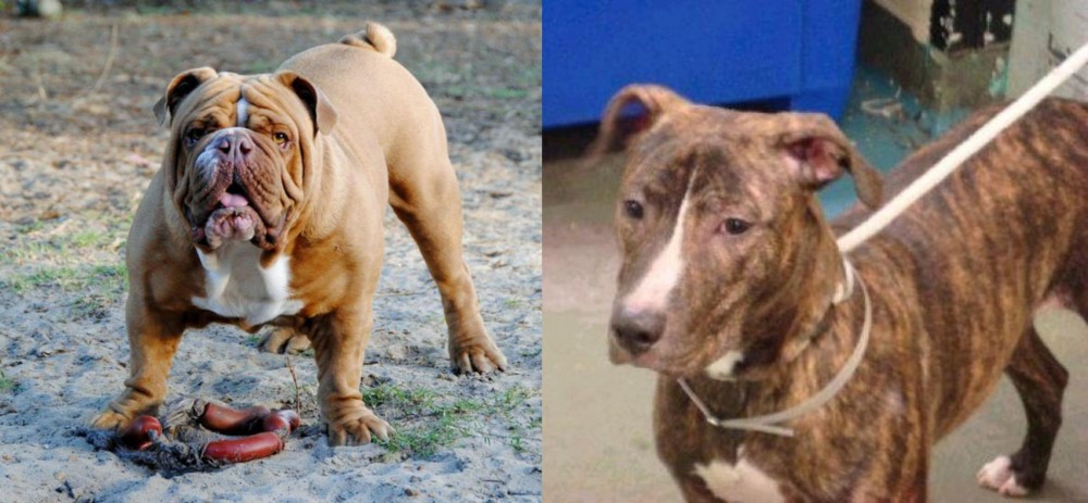 Mountain View Cur vs Australian Bulldog - Breed Comparison