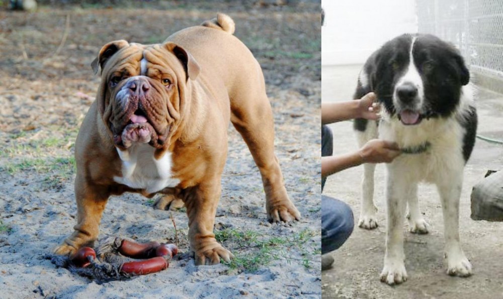 Mucuchies vs Australian Bulldog - Breed Comparison