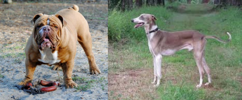 Mudhol Hound vs Australian Bulldog - Breed Comparison