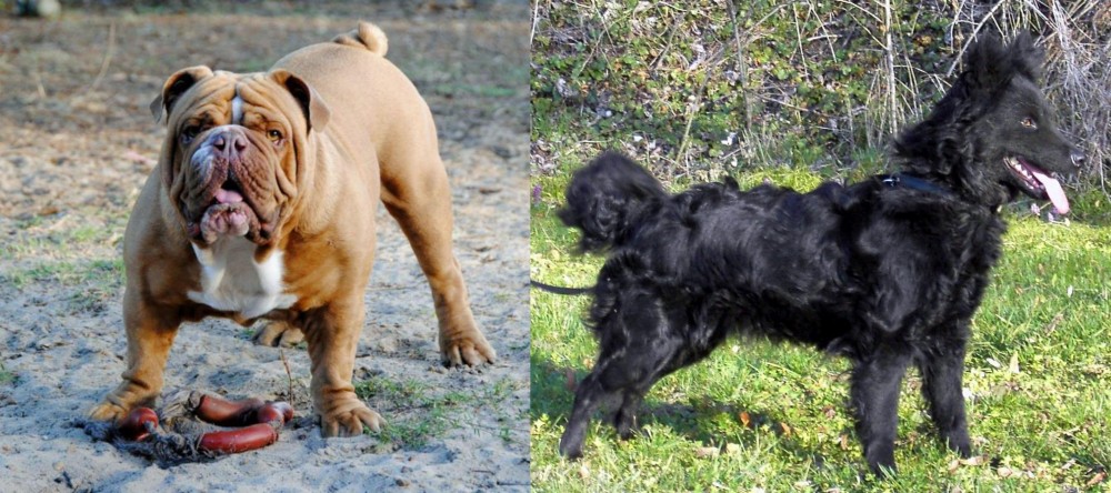 Mudi vs Australian Bulldog - Breed Comparison