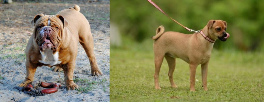Muggin vs Australian Bulldog - Breed Comparison