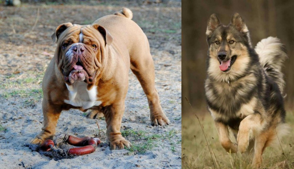 Native American Indian Dog vs Australian Bulldog - Breed Comparison