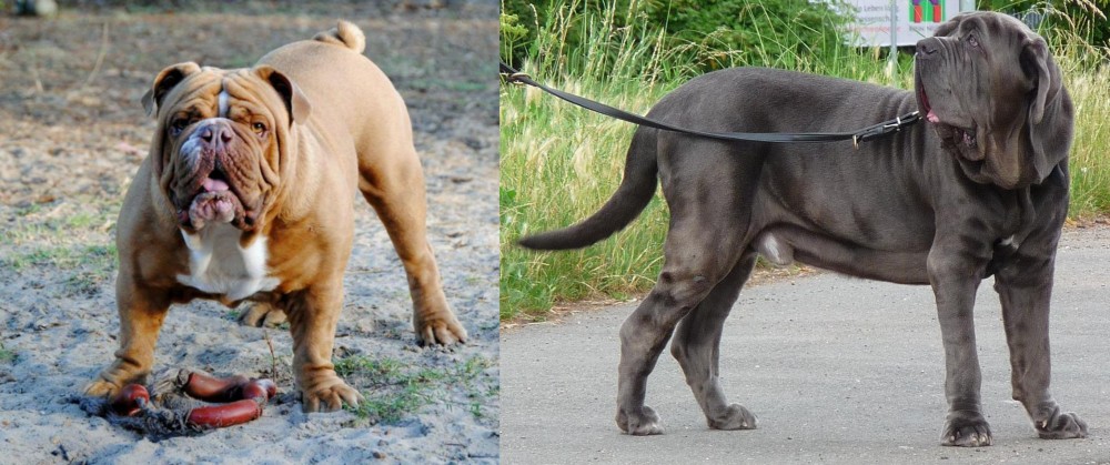 Neapolitan Mastiff vs Australian Bulldog - Breed Comparison