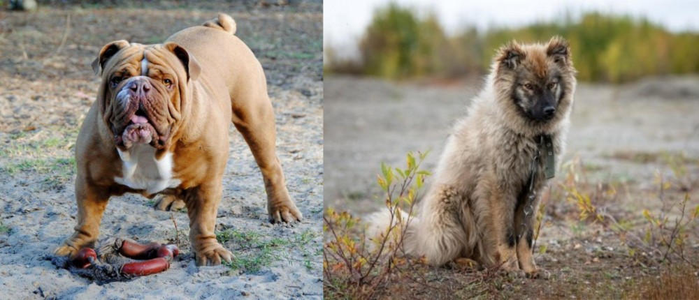 Nenets Herding Laika vs Australian Bulldog - Breed Comparison