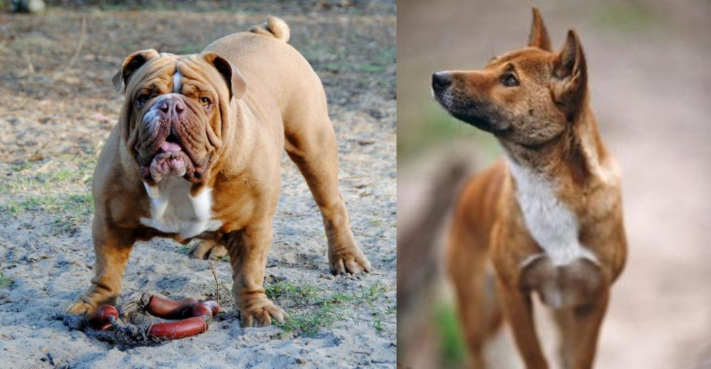 New Guinea Singing Dog vs Australian Bulldog - Breed Comparison