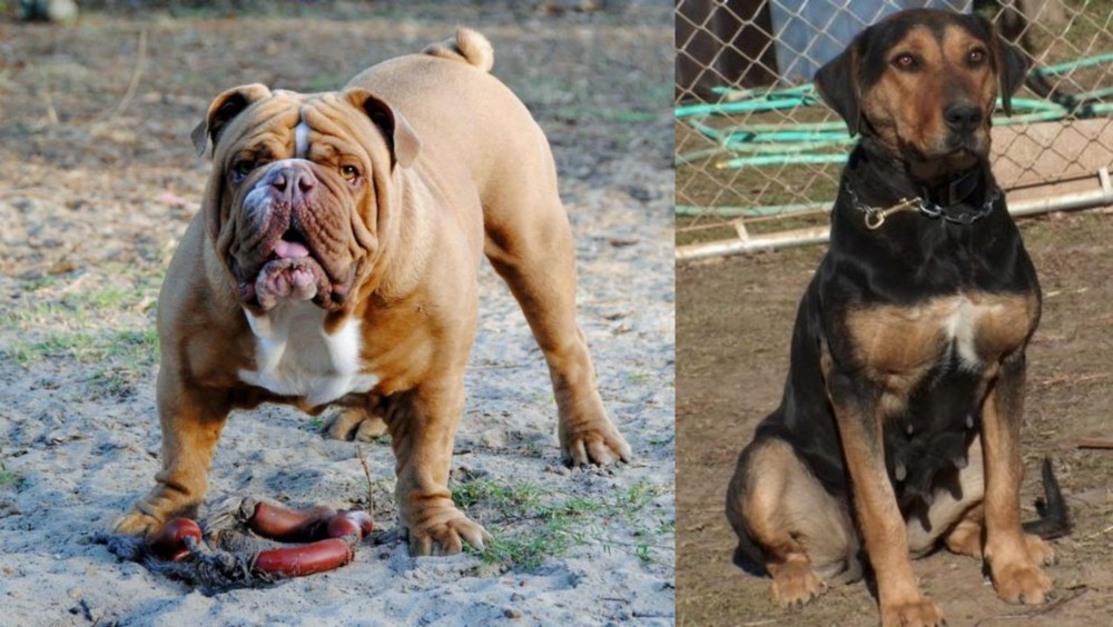 New Zealand Huntaway vs Australian Bulldog - Breed Comparison
