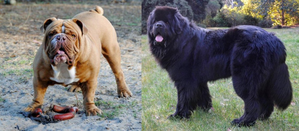 Newfoundland Dog vs Australian Bulldog - Breed Comparison