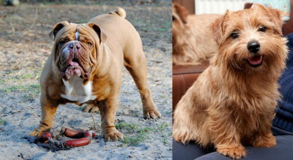 Norfolk Terrier vs Australian Bulldog - Breed Comparison