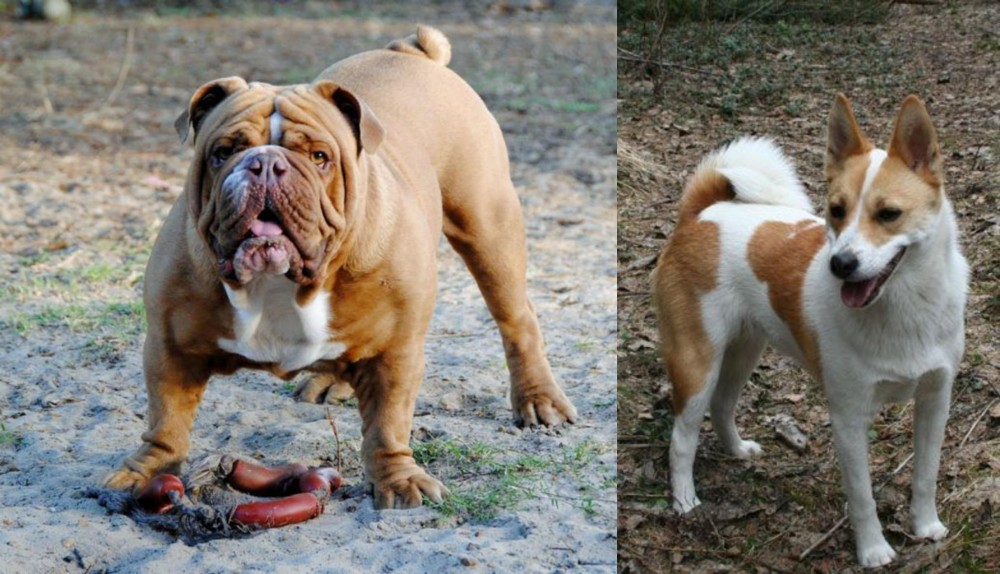 Norrbottenspets vs Australian Bulldog - Breed Comparison