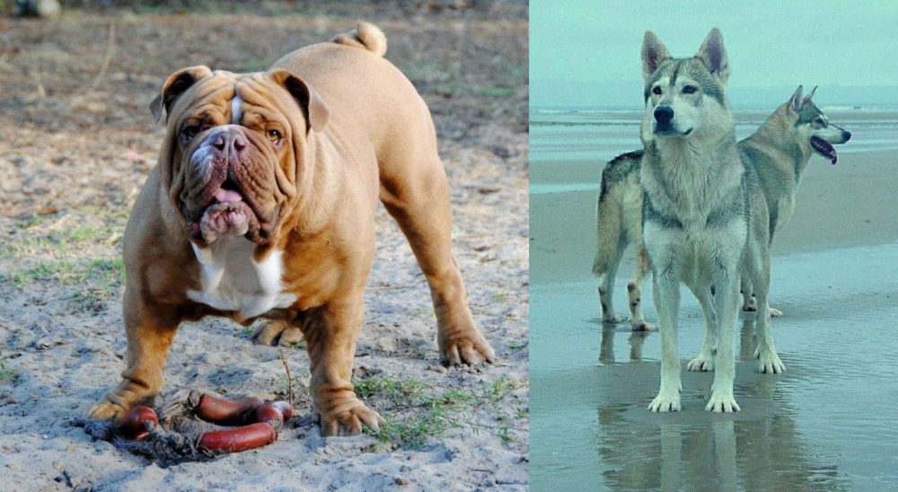 Northern Inuit Dog vs Australian Bulldog - Breed Comparison