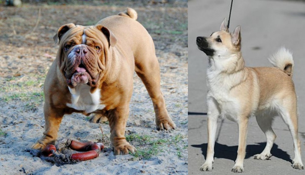 Norwegian Buhund vs Australian Bulldog - Breed Comparison
