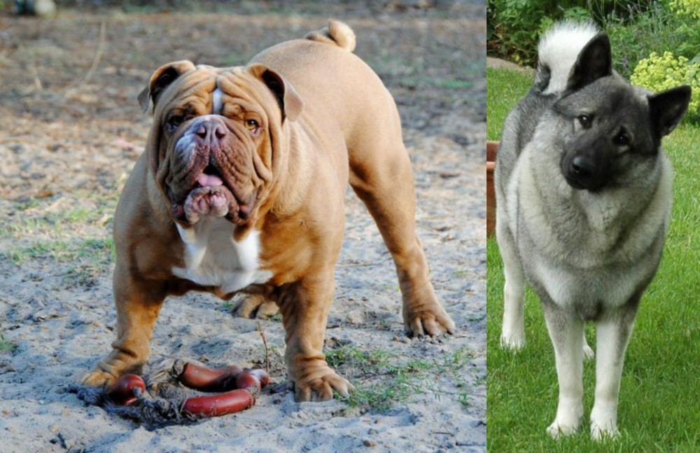 Norwegian Elkhound vs Australian Bulldog - Breed Comparison