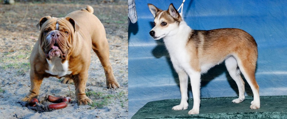 Norwegian Lundehund vs Australian Bulldog - Breed Comparison