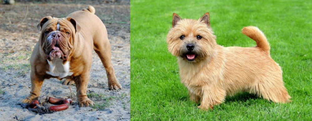 Norwich Terrier vs Australian Bulldog - Breed Comparison