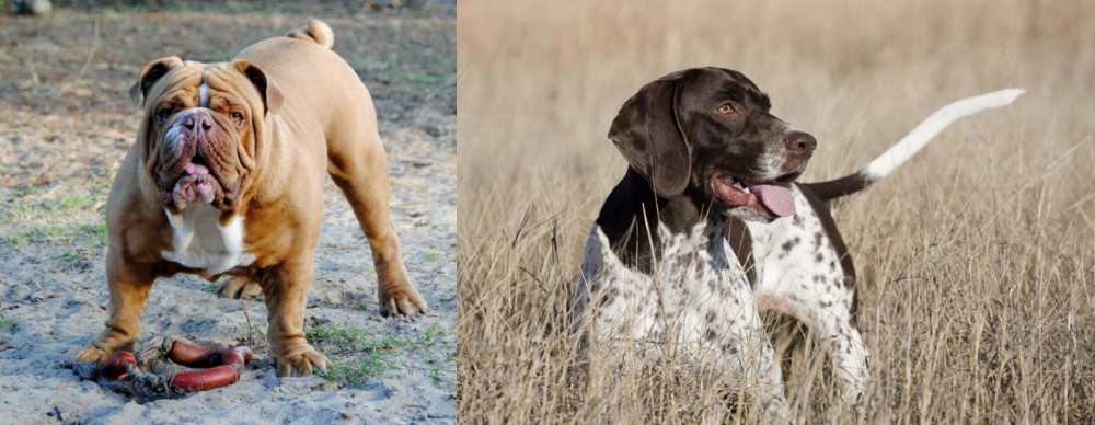 Old Danish Pointer vs Australian Bulldog - Breed Comparison