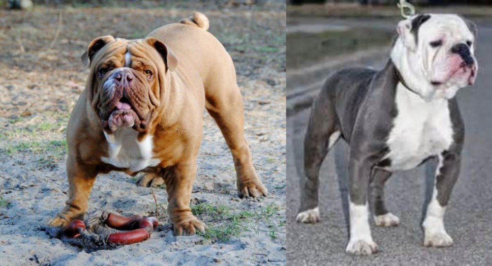 Old English Bulldog vs Australian Bulldog - Breed Comparison