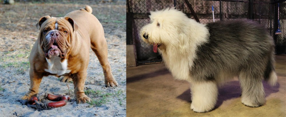 Old English Sheepdog vs Australian Bulldog - Breed Comparison